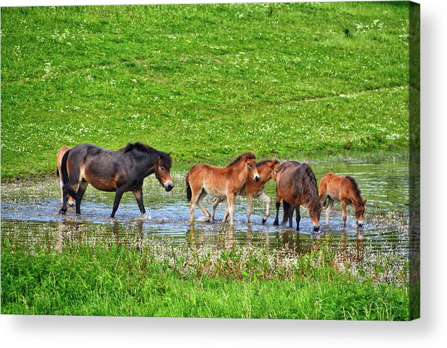 Nature Acrylic Print featuring the photograph In the puddle 2 by Ingrid Dendievel