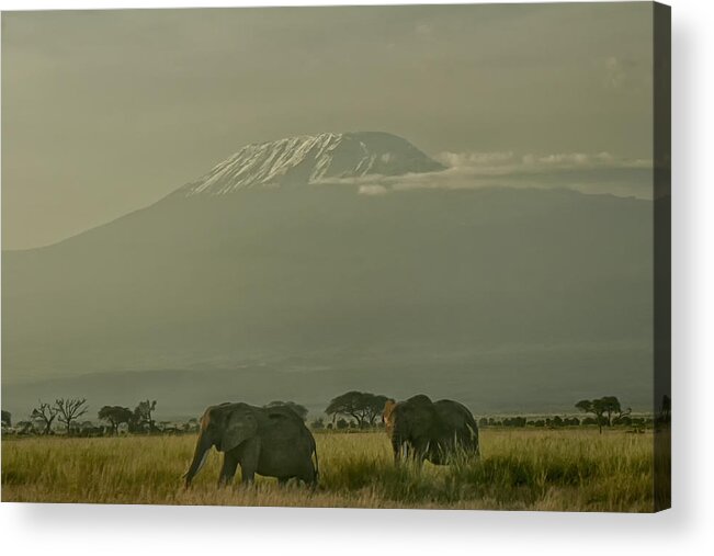 Gary Hall Acrylic Print featuring the photograph In the Shadow of Kilimanjero by Gary Hall