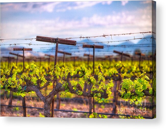Vineyard Acrylic Print featuring the photograph In the Vineyard by Anthony Michael Bonafede
