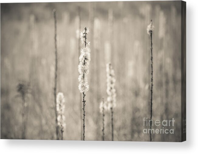 Peaceful Acrylic Print featuring the photograph In the Wild Grass by Ana V Ramirez