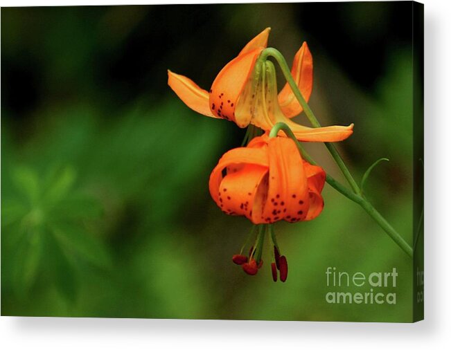 Flower Acrylic Print featuring the photograph In The Wild by Sheila Ping