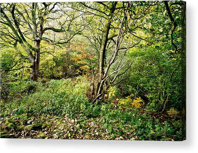 Tree Acrylic Print featuring the photograph In the woods by Elena Perelman