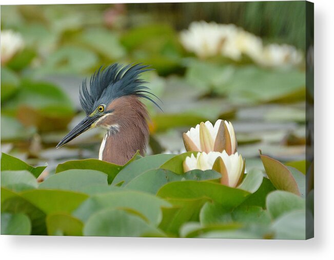 Little Green Heron Acrylic Print featuring the photograph Incognito 2 by Fraida Gutovich