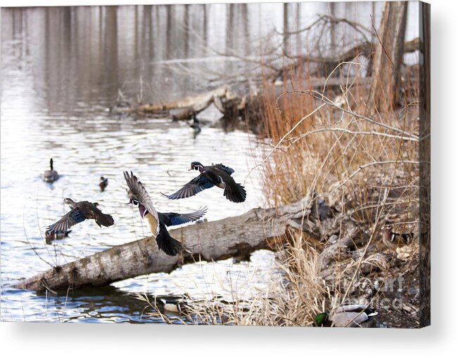 Water Acrylic Print featuring the photograph Incoming Woods by Douglas Kikendall