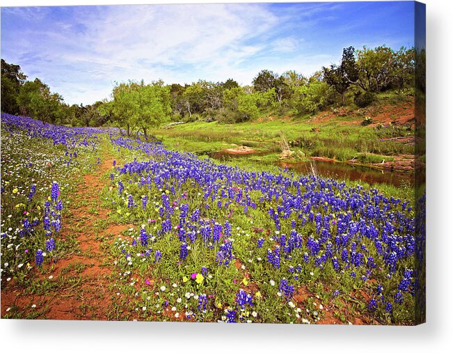 Willow City Loop Acrylic Print featuring the photograph Incredible Wildflowers on the Willow City Loop by Lynn Bauer