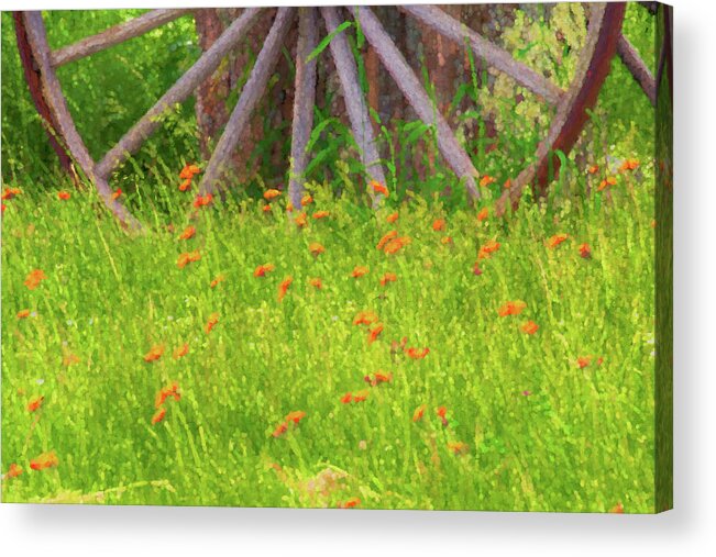 East Dover Vermont Acrylic Print featuring the photograph Indian Paintbrush Flowers by Tom Singleton