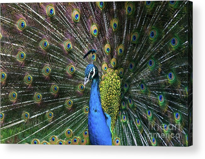 Barcelona Zoo Acrylic Print featuring the photograph Indian Peacock with tail feathers up by Andrew Michael