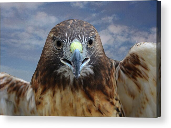 Red Tailed Hawk Acrylic Print featuring the photograph Inflight Frontal Red Tailed Hawk by Sandi OReilly