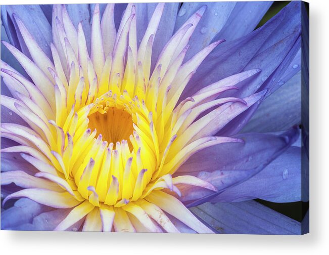 Waterlily Acrylic Print featuring the photograph Perfect symmetry of a blossom by Usha Peddamatham