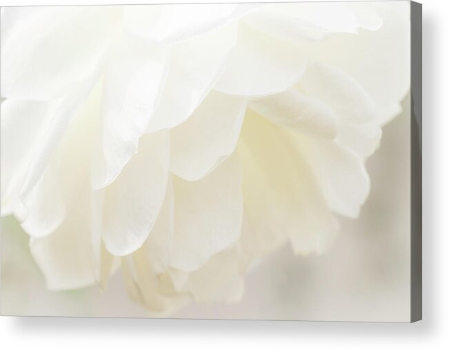White Acrylic Print featuring the photograph Innocent by Holly Ross