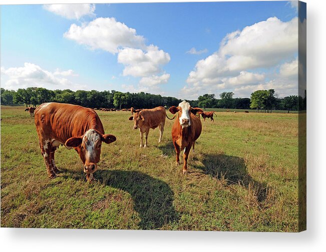 Inquisitive Acrylic Print featuring the photograph Inquisitive Cattle by Ted Keller