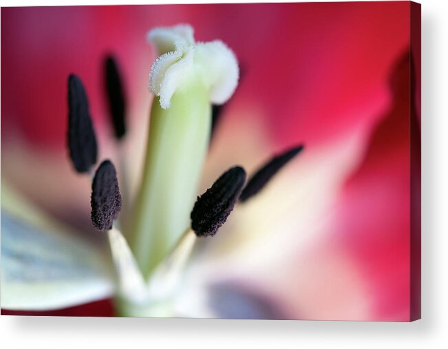 Deborah Scannell Photography Acrylic Print featuring the photograph Inside a Tulip by Deborah Scannell