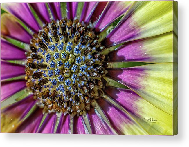 Flower Acrylic Print featuring the photograph Inside View by Bill Posner