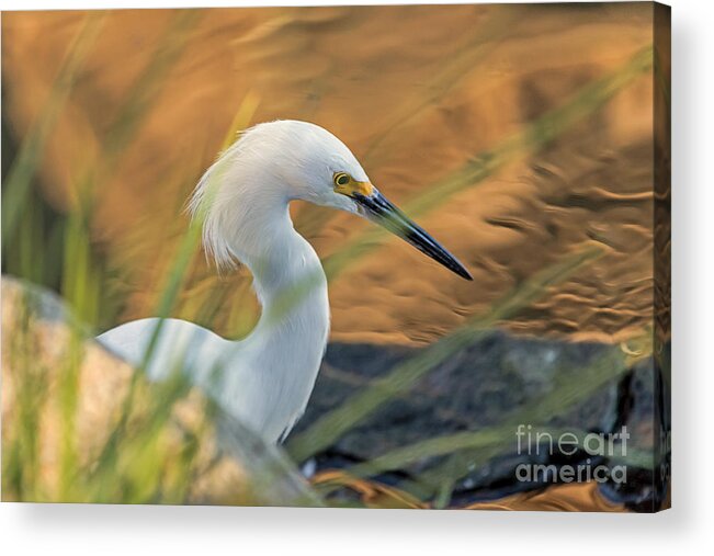 Bird Acrylic Print featuring the photograph Intent Hunter by Kate Brown