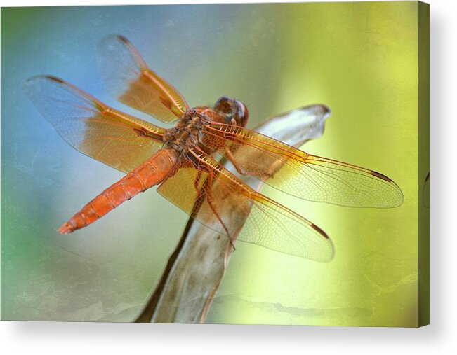 Flame Skimmer Dragonfly Acrylic Print featuring the photograph Interlude by Fraida Gutovich