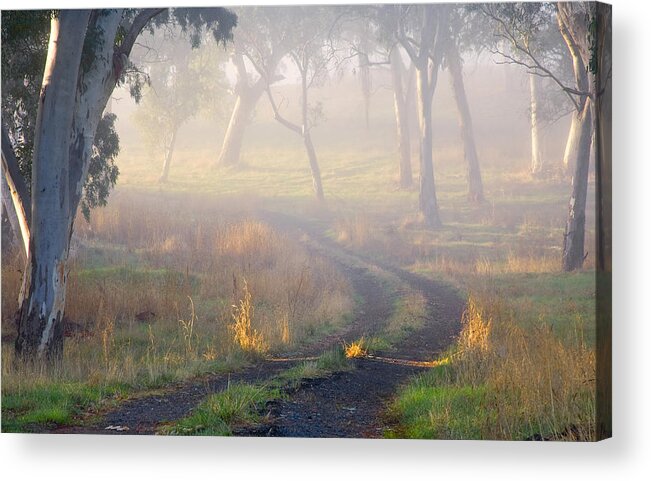 Mist Acrylic Print featuring the photograph Into the Mist by Michael Dawson