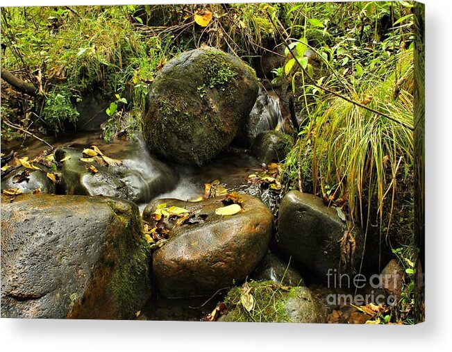 Stream Acrylic Print featuring the photograph Into The Stream 4 by Jimmy Ostgard