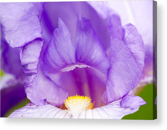 Iris Purple Acrylic Print featuring the photograph Iris Blossom by Dina Calvarese