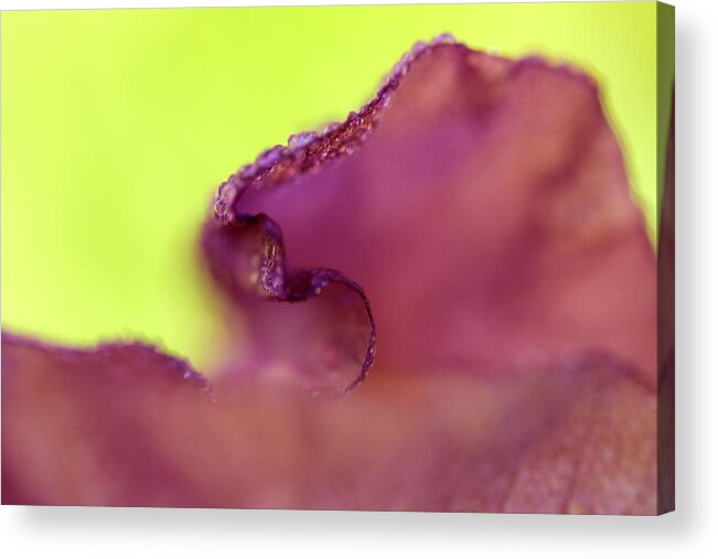 Contempoary Photograph Of An Iris Flower Acrylic Print featuring the photograph Iris in Lavender and Green by Iris Richardson