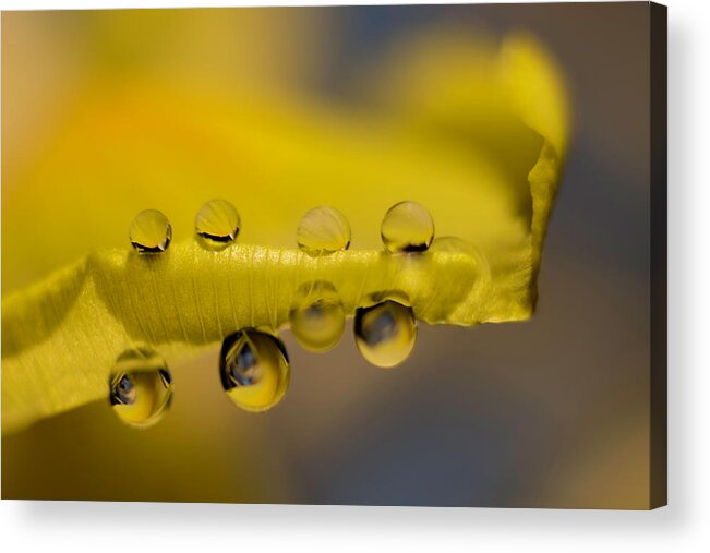 Wolfgang Stocker Acrylic Print featuring the photograph Iris petal with water drops by Wolfgang Stocker