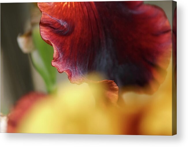 Iris Acrylic Print featuring the photograph Iris Petals 2 - by Julie Weber