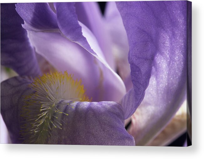 Purple Iris Acrylic Print featuring the photograph Iris Series 3 by Mike Eingle