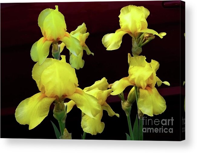 Photography Acrylic Print featuring the photograph Irises Yellow by Jasna Dragun