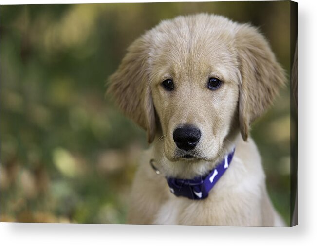 Puppy Acrylic Print featuring the photograph Irresistible by Mark Harrington