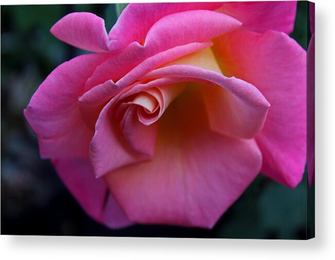Rose Acrylic Print featuring the photograph Irresistible by Michiale Schneider