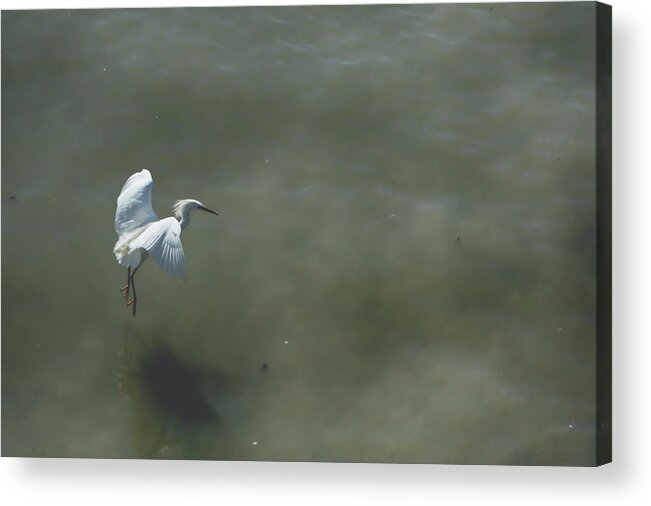 Snowy Egrets Acrylic Print featuring the photograph It's All in the Takeoff by Laurie Search