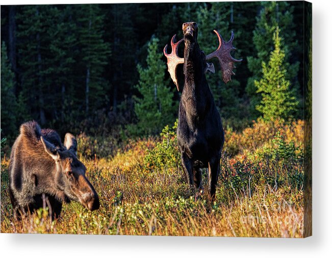 Moose Acrylic Print featuring the photograph It's so Good to be King by Jim Garrison