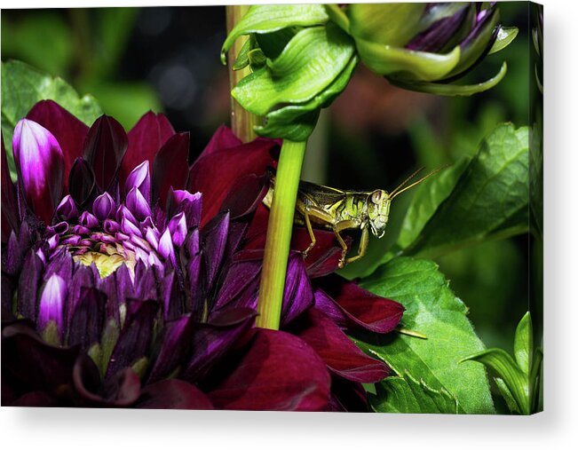 Grasshopper Acrylic Print featuring the photograph It's Just Me by James Farrell