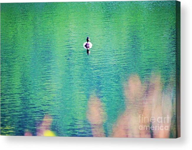 Duck Acrylic Print featuring the photograph Its just me by Merle Grenz