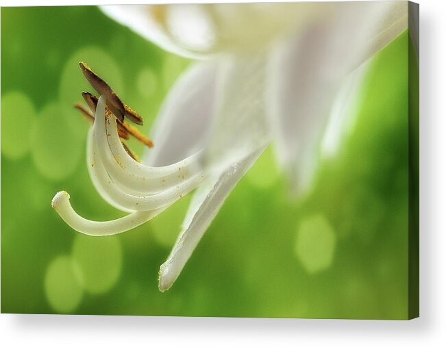 Hosta Acrylic Print featuring the photograph It's Summer Time by Mike Eingle