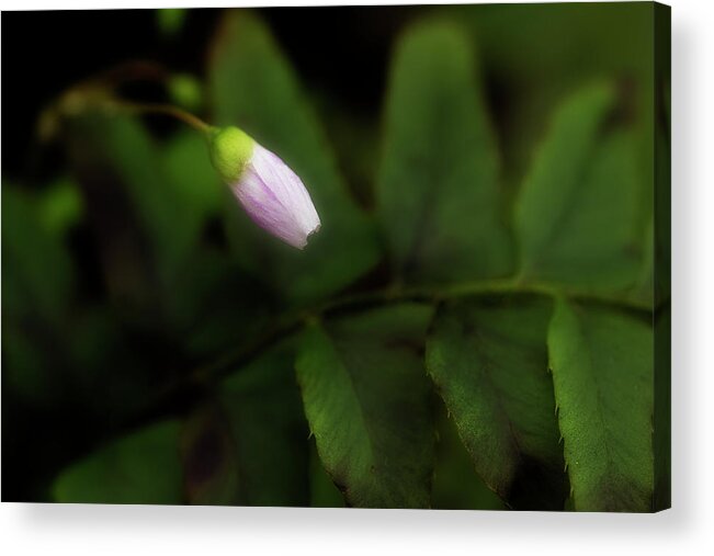 Flower Acrylic Print featuring the photograph It's Time by Mike Eingle