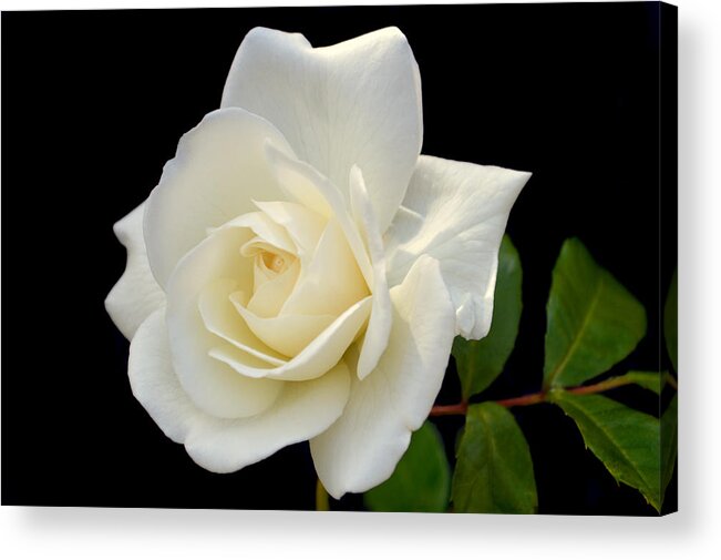 Rose Acrylic Print featuring the photograph Ivory Rose. by Terence Davis