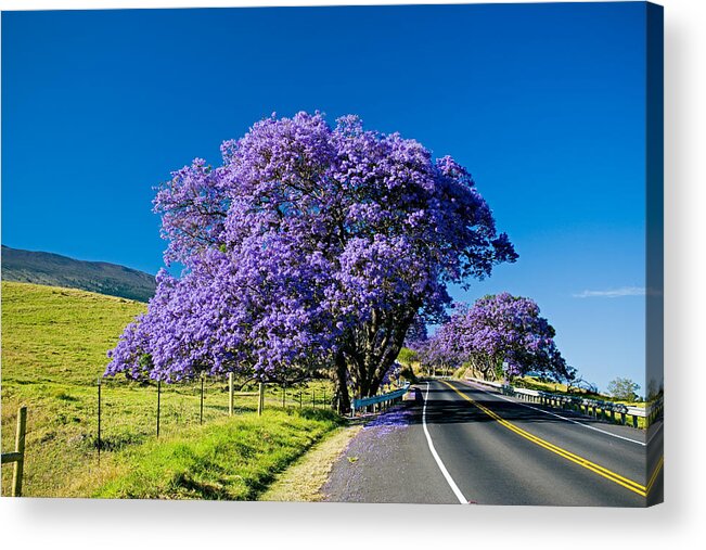 Jacaranda Explosion Of Color As A Jacaranda Tree Bloms Acrylic Print By Nature Photographer