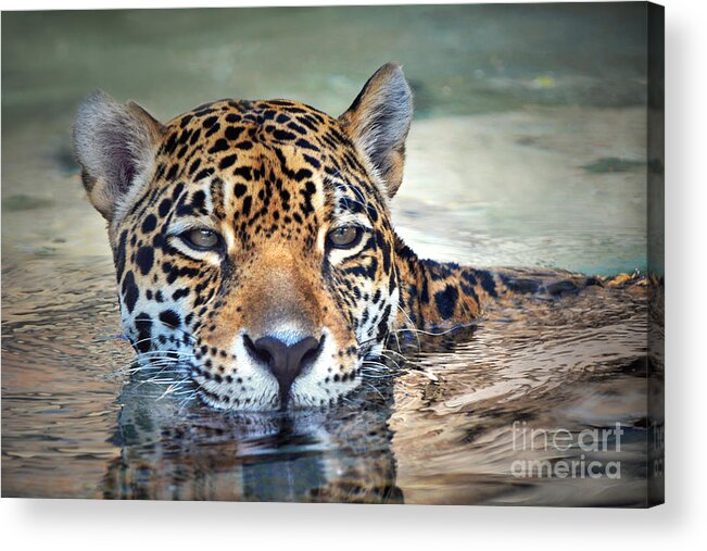 Jaguar Acrylic Print featuring the photograph Jaguar Cooldown by Dan Holm