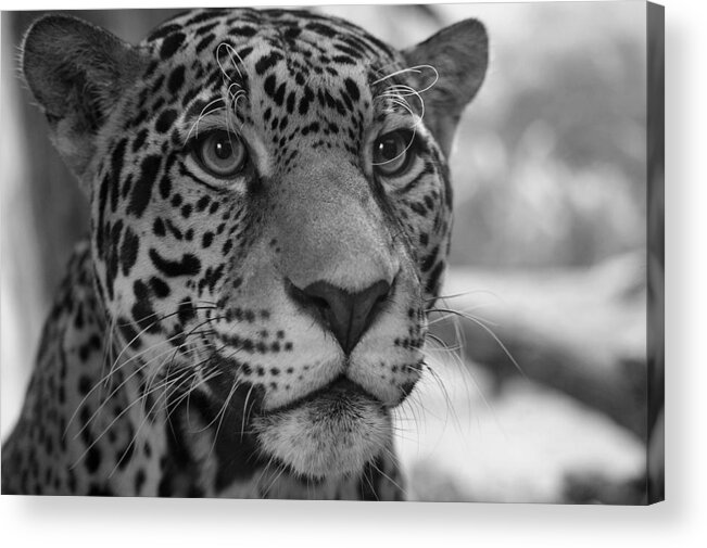 Jaguar Acrylic Print featuring the photograph Jaguar in Black and White by Sandy Keeton