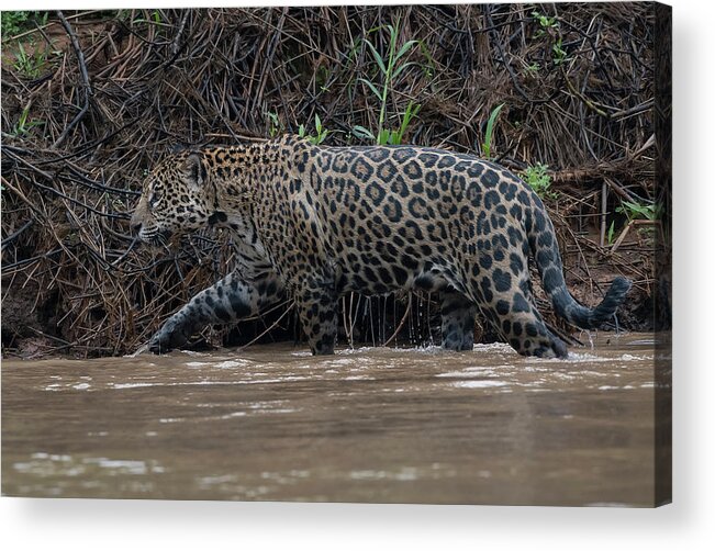 River Acrylic Print featuring the photograph Jaguar in River by Wade Aiken