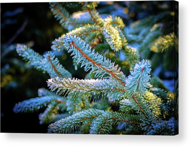 Frost Acrylic Print featuring the photograph January frost by Craig Perry-Ollila