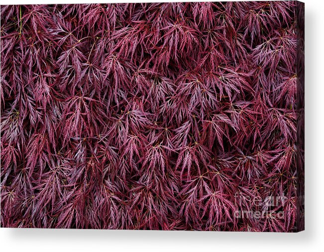 Leaf Acrylic Print featuring the photograph Japanese Maple Garnet by Tim Gainey