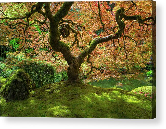 Japanese Acrylic Print featuring the photograph Japanese Maple Tree Bathed in Sunlight by David Gn