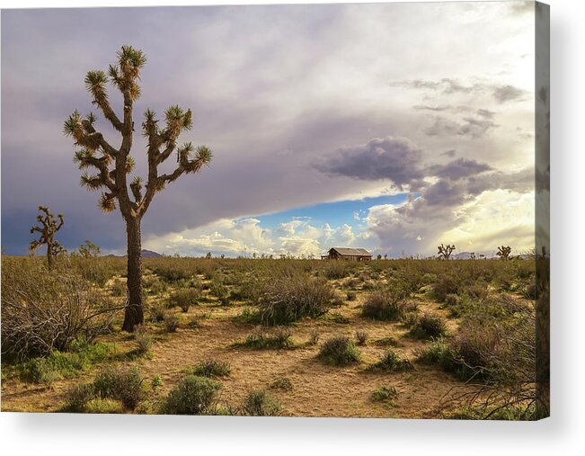 Usa Acrylic Print featuring the photograph Joshua tree by Alberto Zanoni