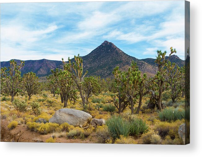 Joshua Tree Forest Acrylic Print featuring the photograph Joshua Tree Forest by Bonnie Follett