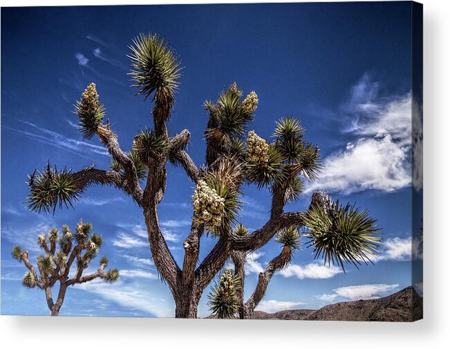 California Acrylic Print featuring the photograph Joshua Trees and Clouds in Joshua Tree National Park by Randall Nyhof