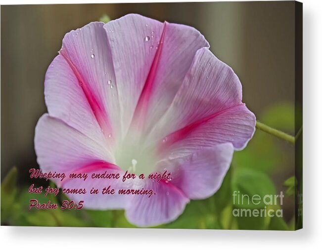 Morning Glories Acrylic Print featuring the photograph Joy Comes In The Morning by Barbara Dean