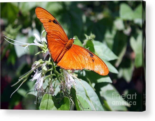 Julia Acrylic Print featuring the photograph Julia Butterfly by Kelly Holm