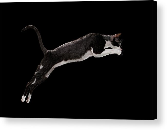 Cat Acrylic Print featuring the photograph Jumping Cornish Rex Cat Isolated on Black by Sergey Taran