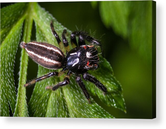 Insect Acrylic Print featuring the photograph Jumping Spider on Leaf by Jeff Phillippi